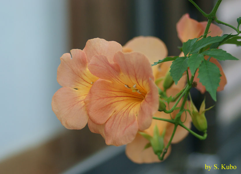 オレンジ色の花の写真