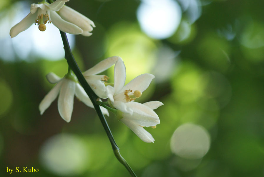 白い花の写真