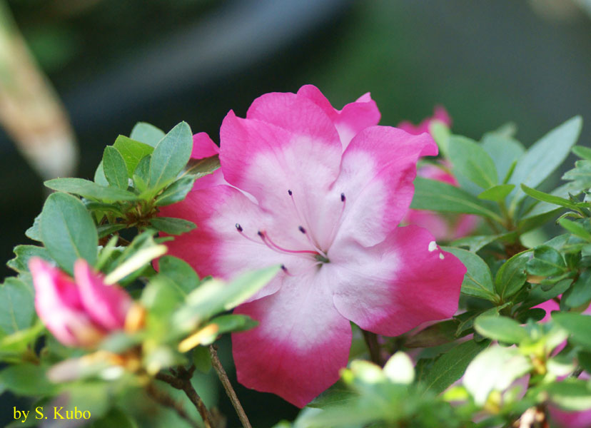 中心が白で周辺がピンクの花の写真