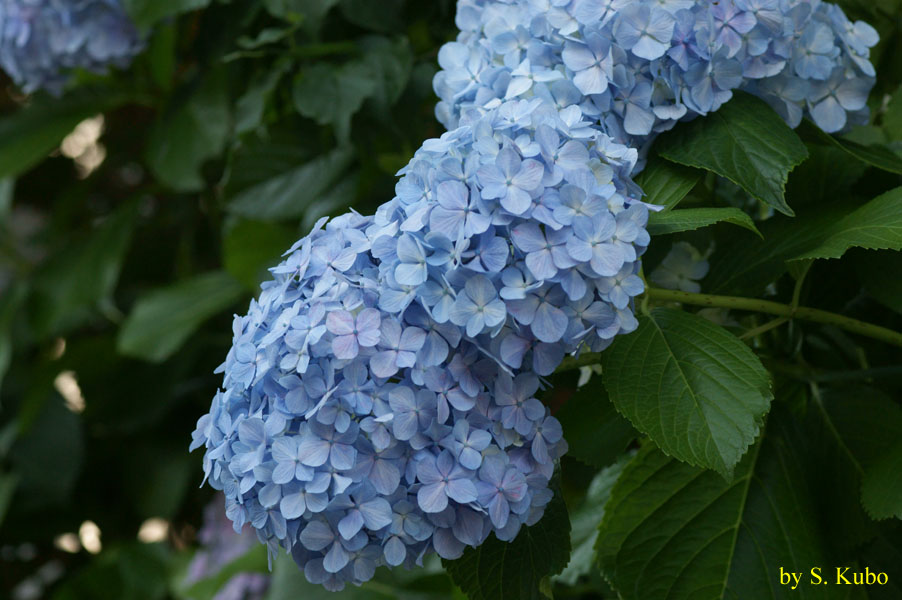 水色の花の写真