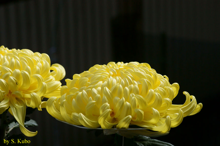 ほぼ開花した菊の写真