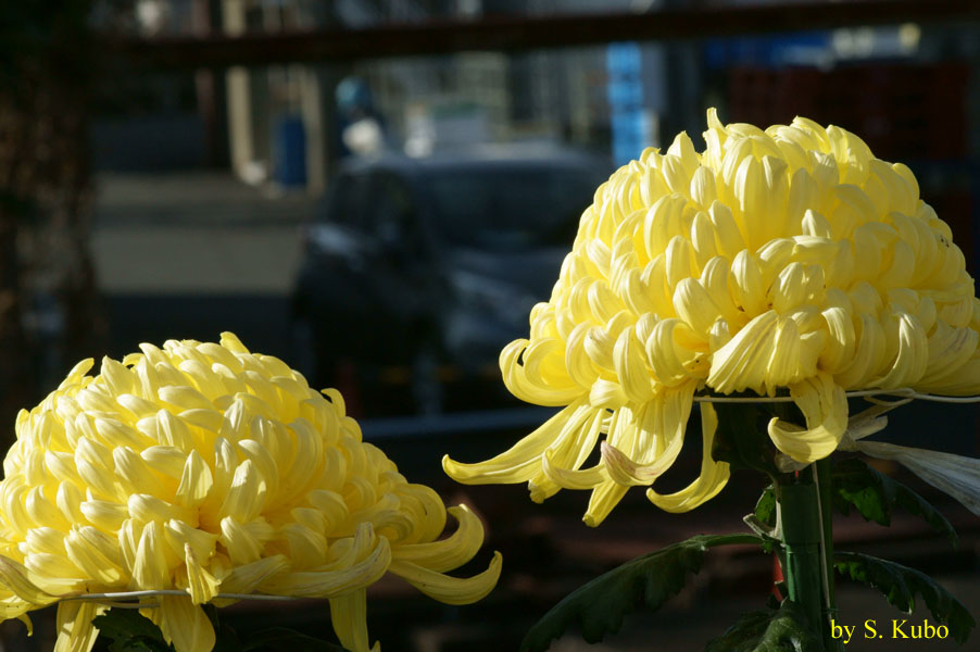 お椀形になり完全に開花した菊の写真