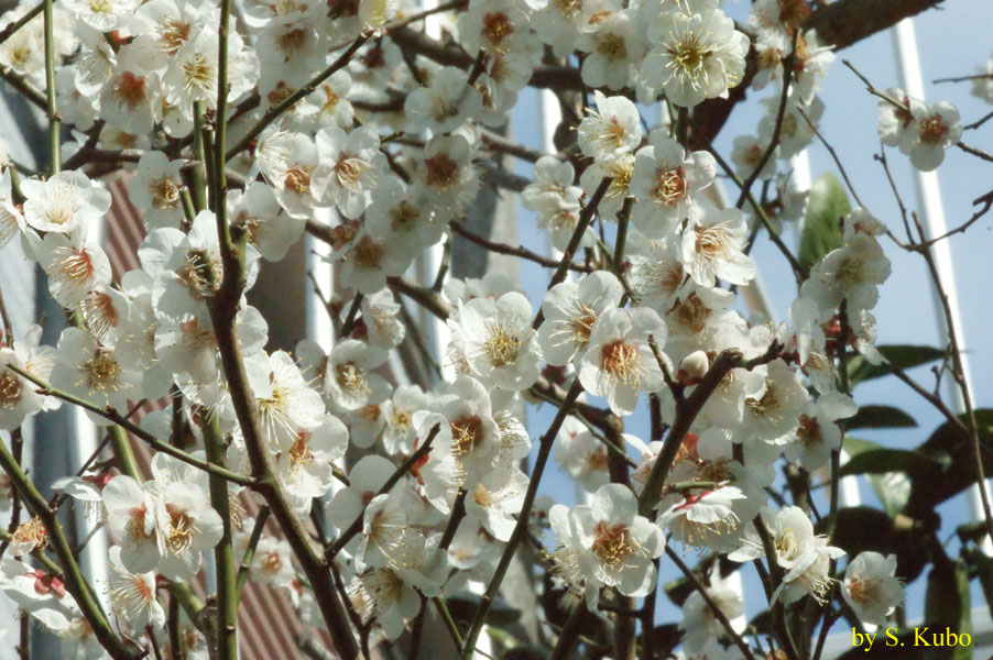 白い花の写真