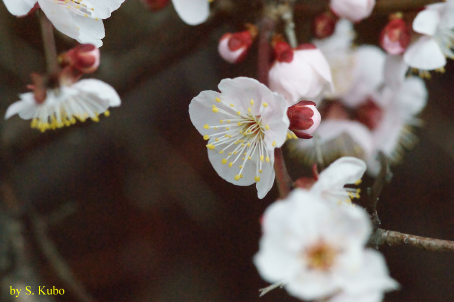 白い花の写真