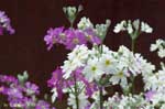 たくさん咲いた紫と白い花の写真