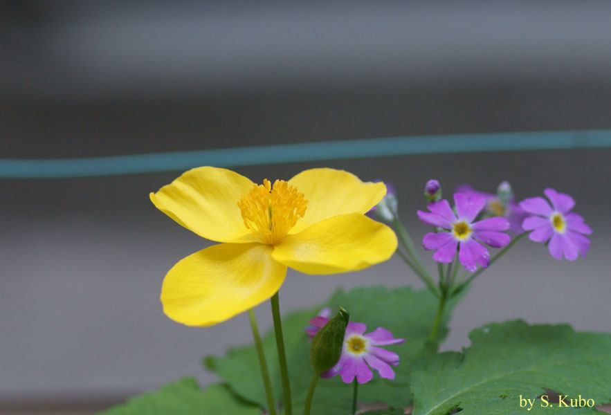 黄色い花の写真