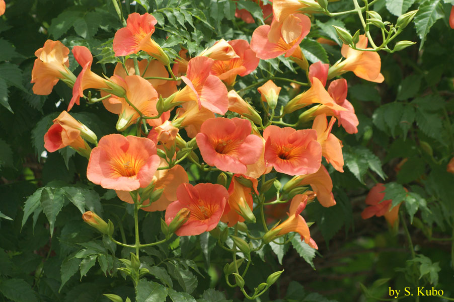 たくさん咲くオレンジ色の花の写真