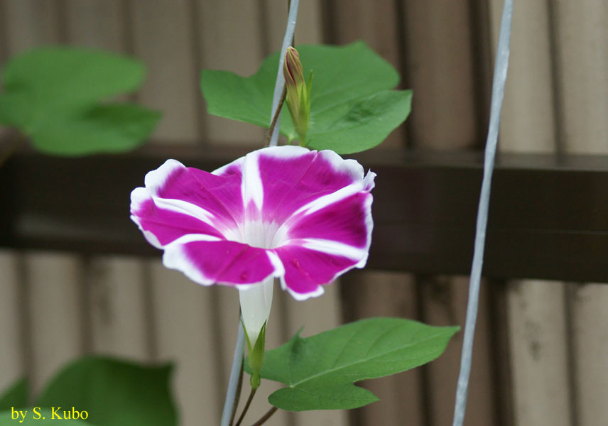 赤紫色の花の写真