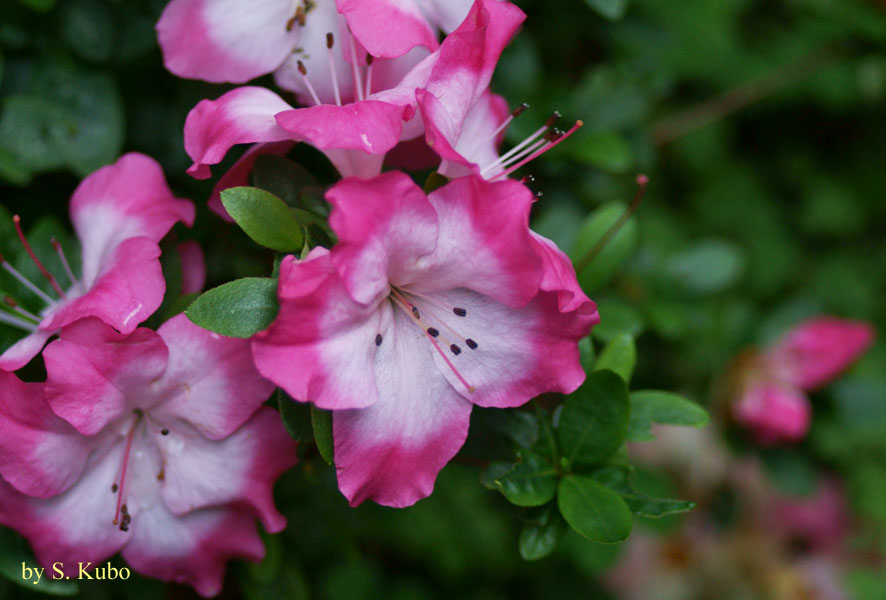 中央が白で周囲がピンクの花の写真