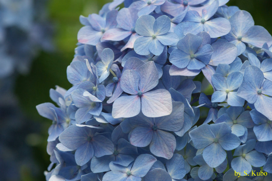 水色の花の写真