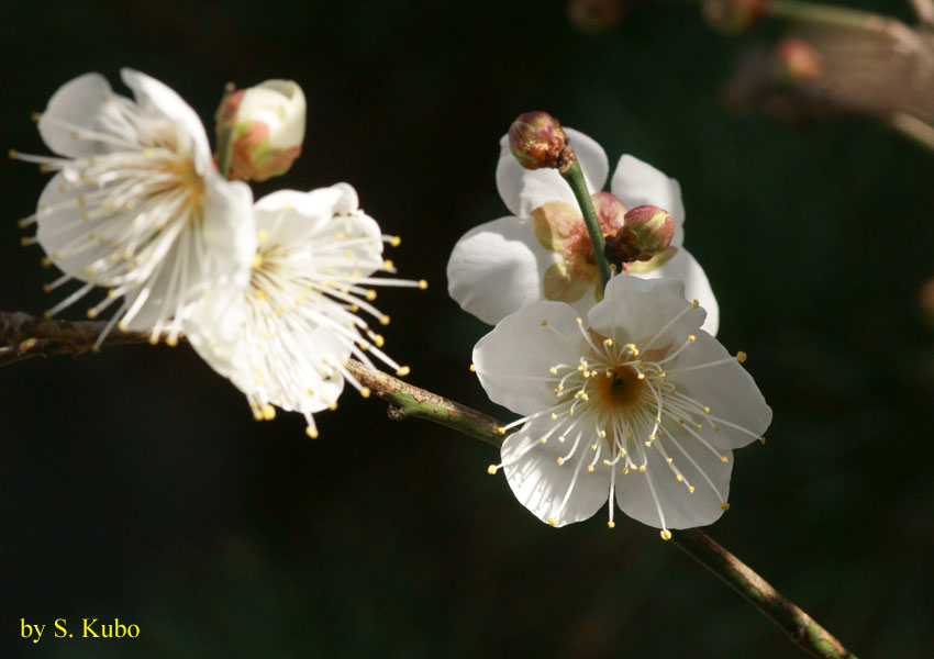 花の写真