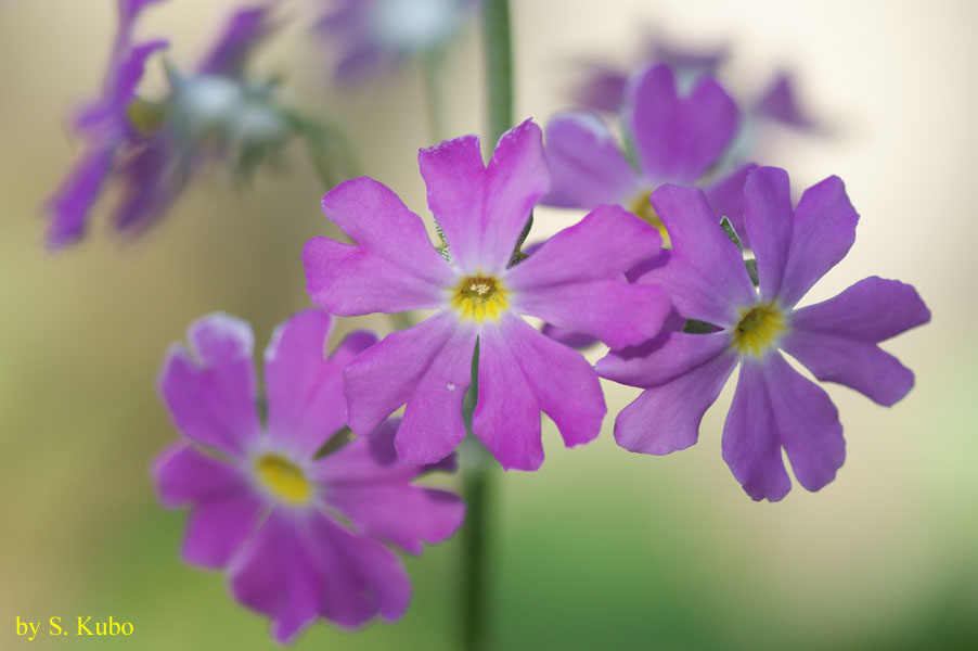 花の写真