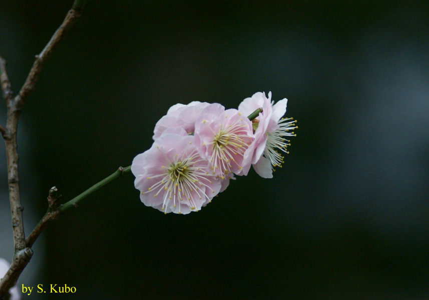 枝先に咲く数輪の薄いピンクの花の写真