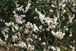 たくさん咲く白い花の写真