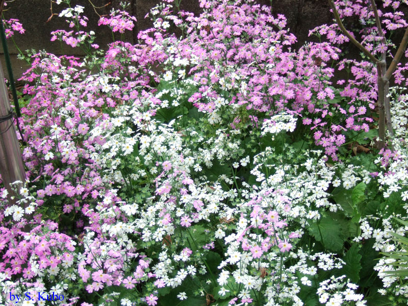 一面に咲く白と紫の花の写真