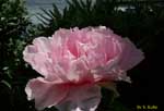 ピンクの花の写真