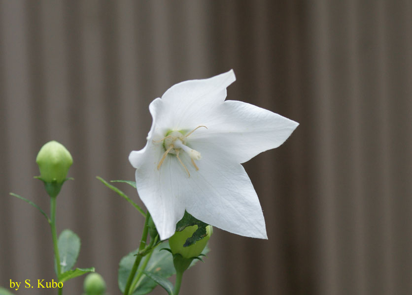 白い花の写真