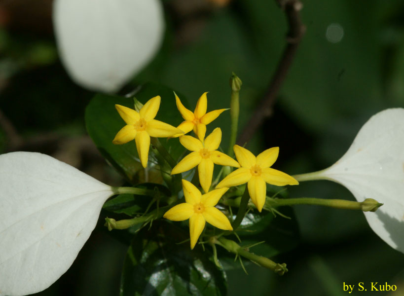 黄色い星形の花の写真