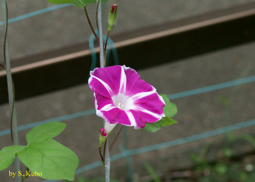 放射状の白い筋の入った小豆色の花の写真