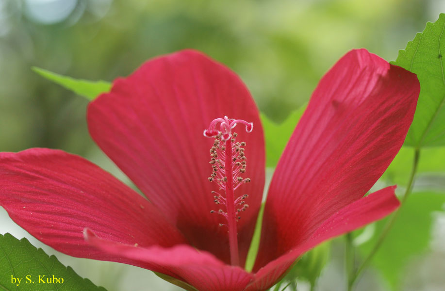 赤い花の写真