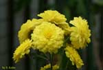 数輪の黄色い花の写真
