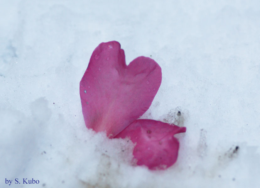 雪の上に散った赤い花びらの写真