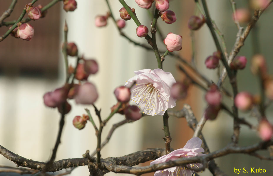 薄いピンクの花の写真