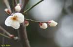 白い花とつぼみの写真