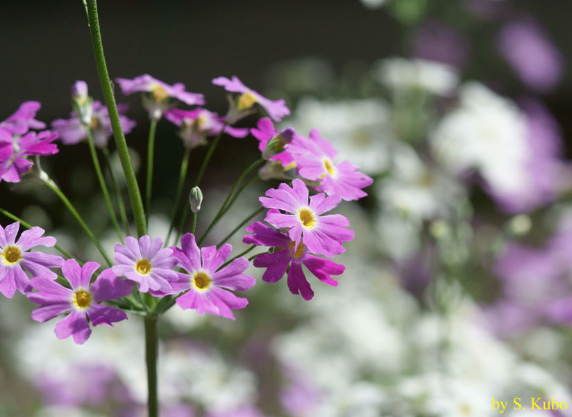 茎を中心にリング状に咲く紫の花の写真