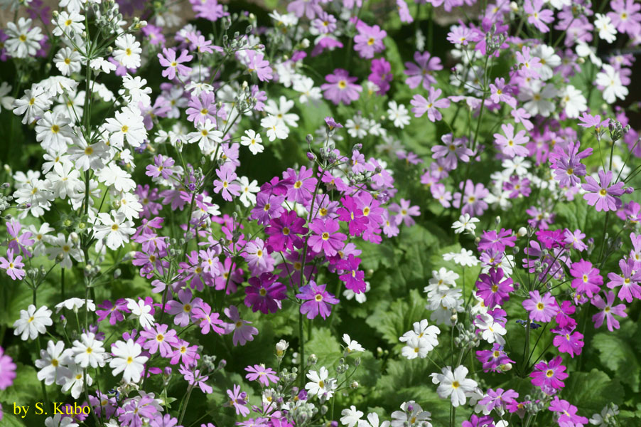 多数の紫と白い花の写真