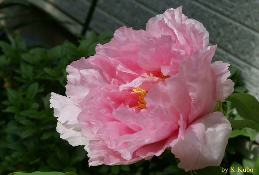 ピンクの花の写真