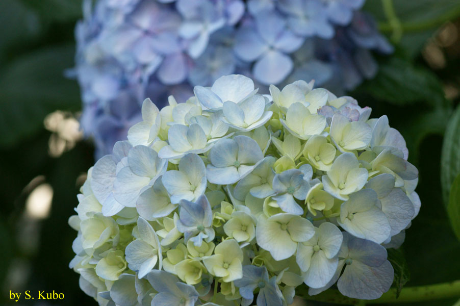 クリーム色と水色が混じり合った花の写真