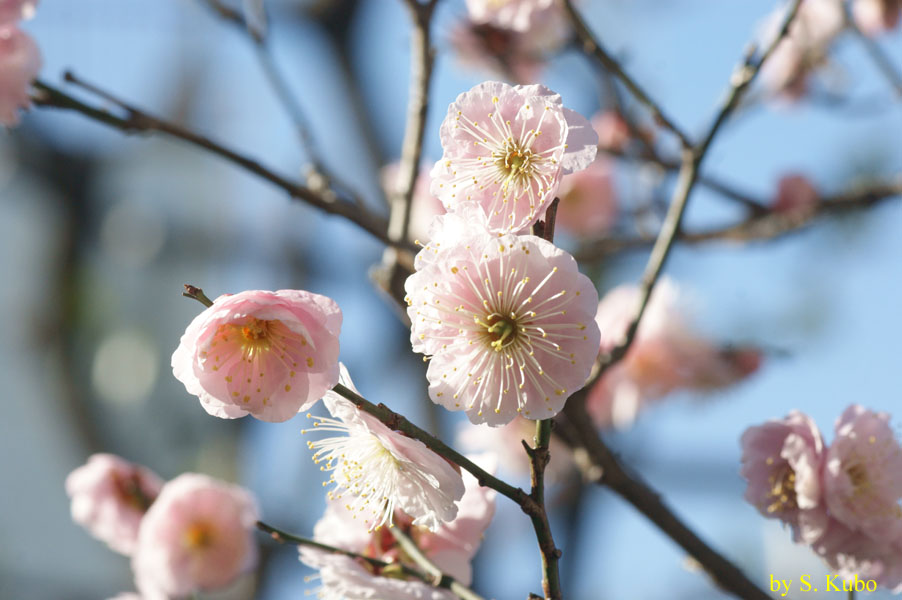 数輪の薄いピンクの梅の花の写真