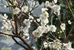 たくさん咲く白い梅の花の写真