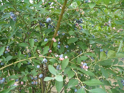 ブルーベリー木の実