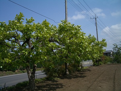 柿の木10